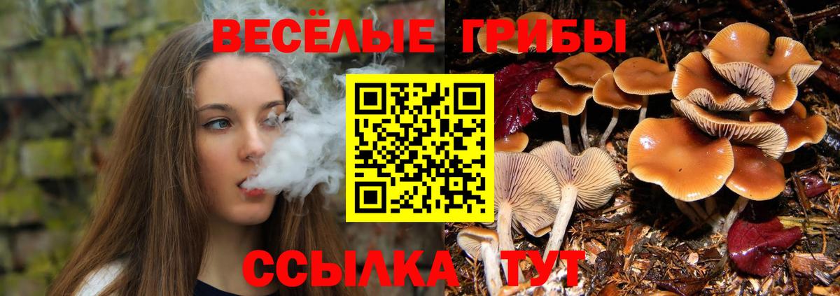 Галлюциногенные грибы Psilocybe Нефтекумск