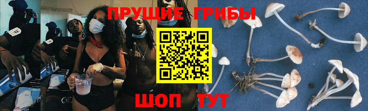 Галлюциногенные грибы GOLDEN TEACHER  Галлюциногенные грибы GOLDEN TEACHER  Нефтекумск  Вход с VPN 